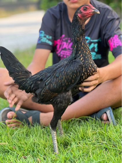 ไก่สาวสายเงินล้านหลานเยียรสนั่น ปวุติสายเลือดvip  รูปที่ 3