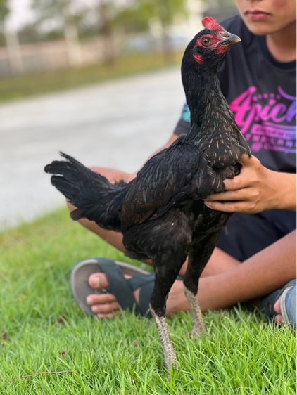 ไก่สาวสายเงินล้านหลานเยียรสนั่น ปวุติสายเลือดvip 