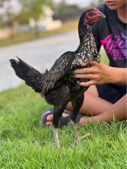 ไก่สาวสายเงินล้านหลานเยียรสนั่น ปวุติสายเลือดvip  รูปที่ 5