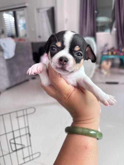 ชิวาว่าแท้ หาบ้านขนสั้น รูปที่ 4