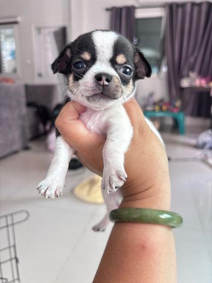 ชิวาว่าแท้ หาบ้านขนสั้น รูปที่ 3