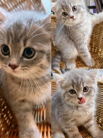 ลูกแมวสก็อตติช แท้ พร้อมย้าย รูปที่ 4
