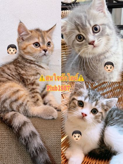 ลูกแมวสก็อตติช แท้ พร้อมย้าย