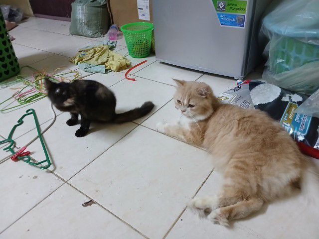 เปอร์เซีย