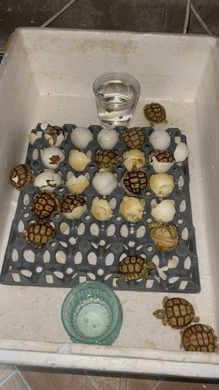 เต่าซูคาต้า