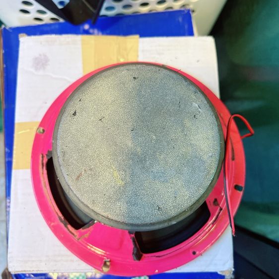 ขายดอกลำโพง รูปที่ 13