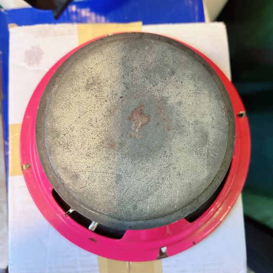 ขายดอกลำโพง รูปที่ 11