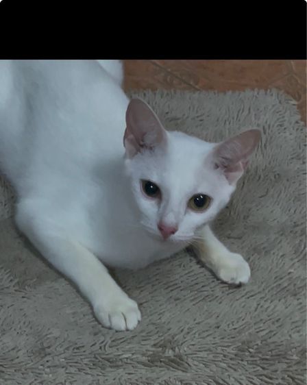 แมวขาวมณี รูปที่ 5