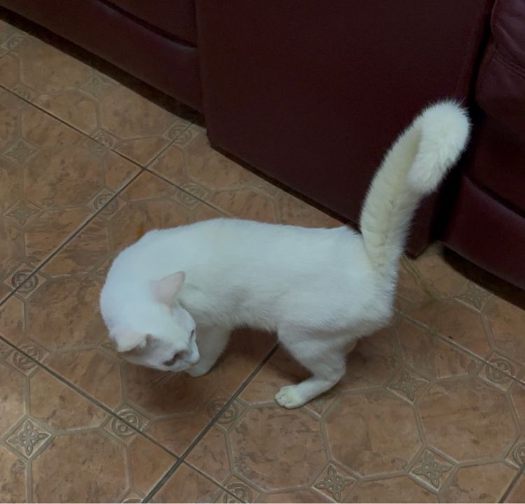 แมวขาวมณี รูปที่ 3