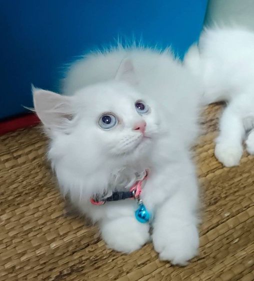 ขายแมวเปอร์เซียมีตาสีฟ้าด้วยนะคะ รูปที่ 3