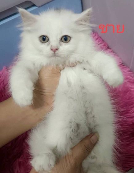 ขายแมวเปอร์เซียมีตาสีฟ้าด้วยนะคะ รูปที่ 4