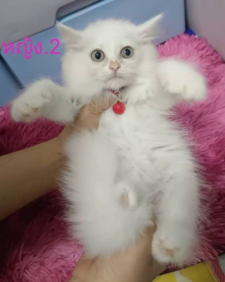 ขายแมวเปอร์เซียมีตาสีฟ้าด้วยนะคะ รูปที่ 2