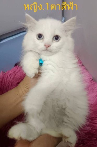 เปอร์เซีย (Persian) ขายแมวเปอร์เซียมีตาสีฟ้าด้วยนะคะ