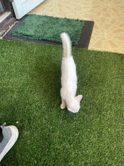 แมวขาวมณี รูปที่ 10