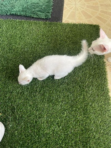 แมวขาวมณี รูปที่ 9