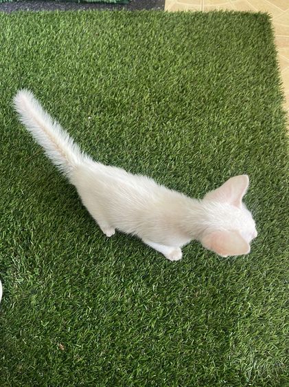 แมวขาวมณี รูปที่ 6