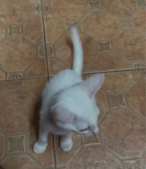 แมวขาวมณี รูปที่ 4