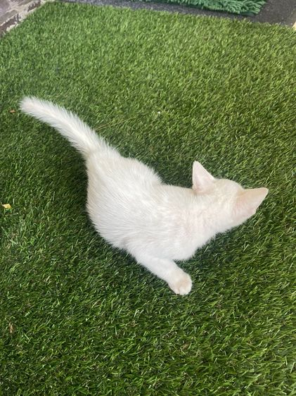 แมวขาวมณี รูปที่ 8