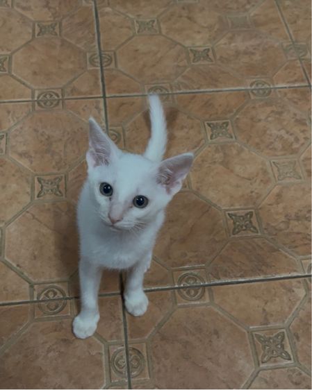 แมวขาวมณี รูปที่ 3
