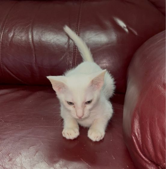 แมวขาวมณี รูปที่ 2