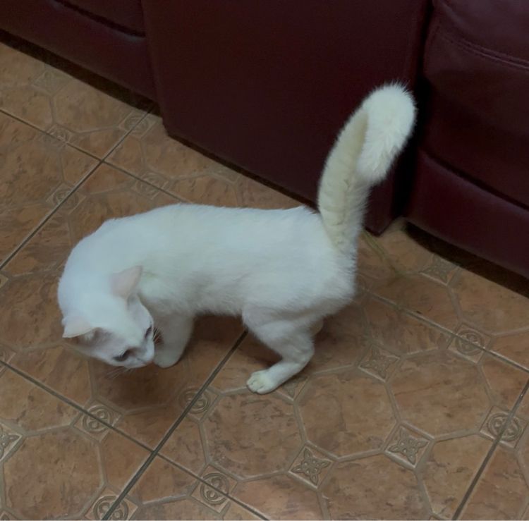 แมวขาวมณี รูปที่ 6