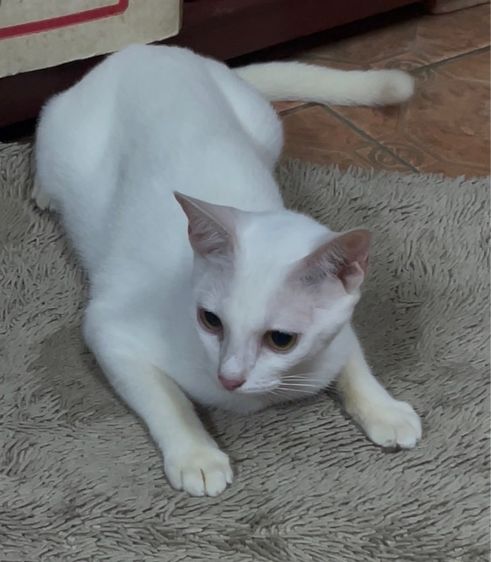 แมวขาวมณี รูปที่ 5