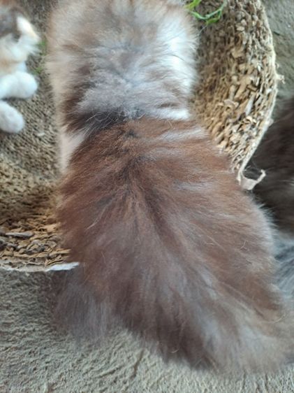 LOVE CAT รูปที่ 13