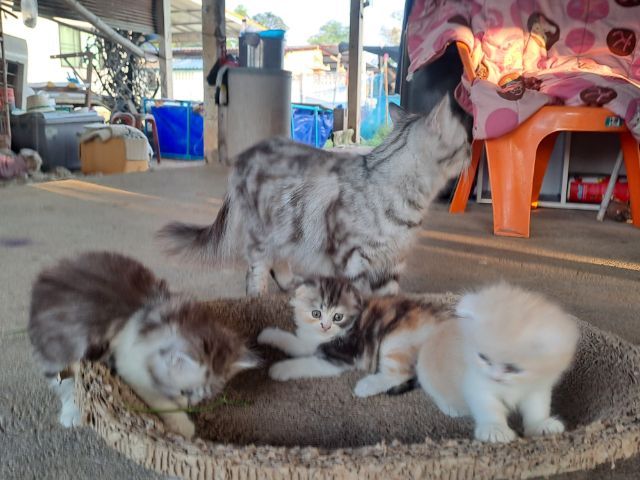 LOVE CAT รูปที่ 2