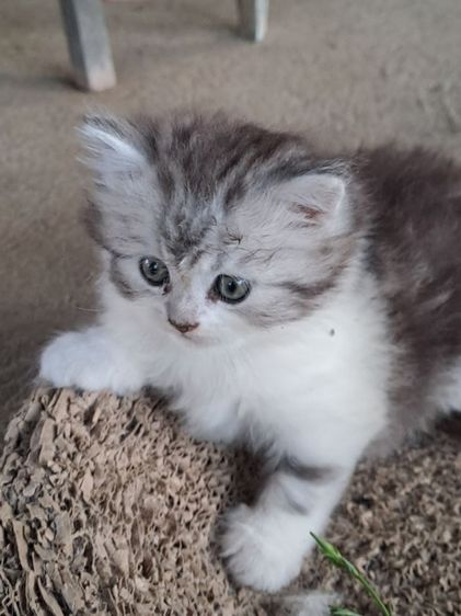 LOVE CAT รูปที่ 10