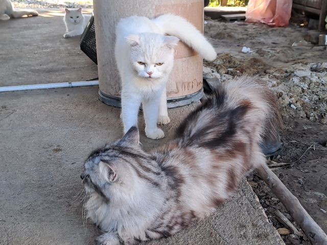 LOVE CAT รูปที่ 15