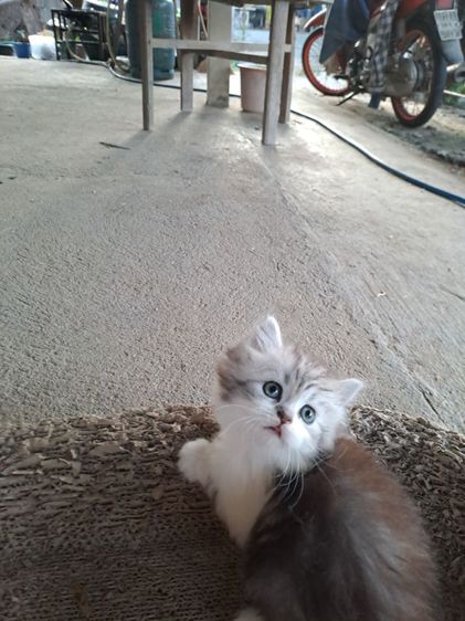 LOVE CAT รูปที่ 11