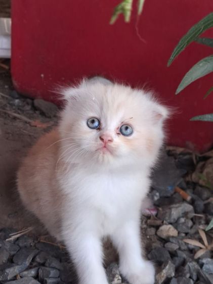 LOVE CAT รูปที่ 8