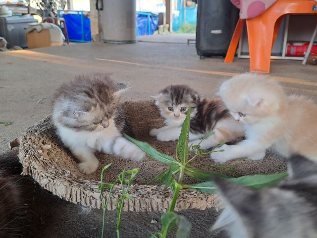 LOVE CAT รูปที่ 14