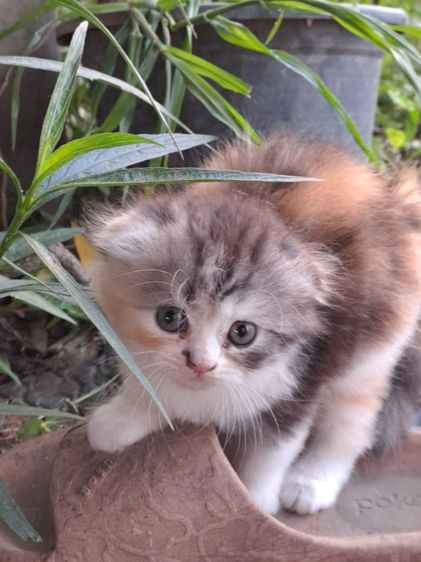 LOVE CAT รูปที่ 4