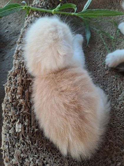 LOVE CAT รูปที่ 9