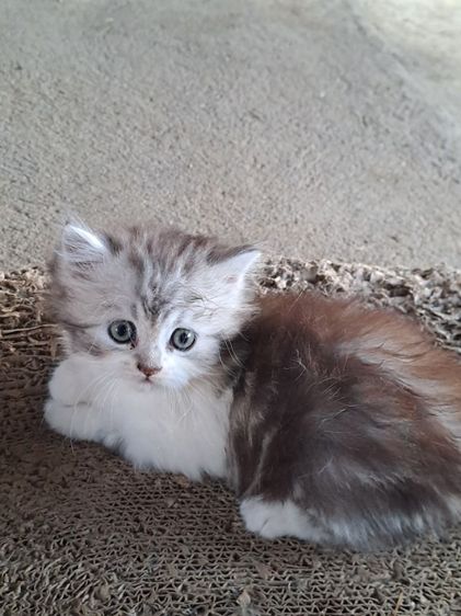 LOVE CAT รูปที่ 12