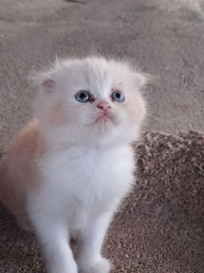 LOVE CAT รูปที่ 7