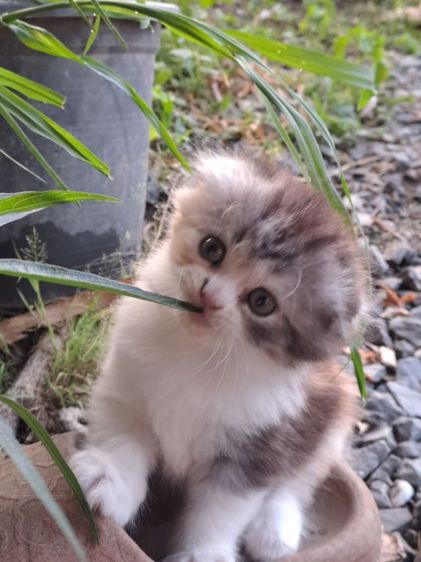 LOVE CAT รูปที่ 3