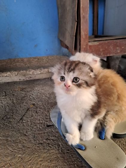 LOVE CAT รูปที่ 5