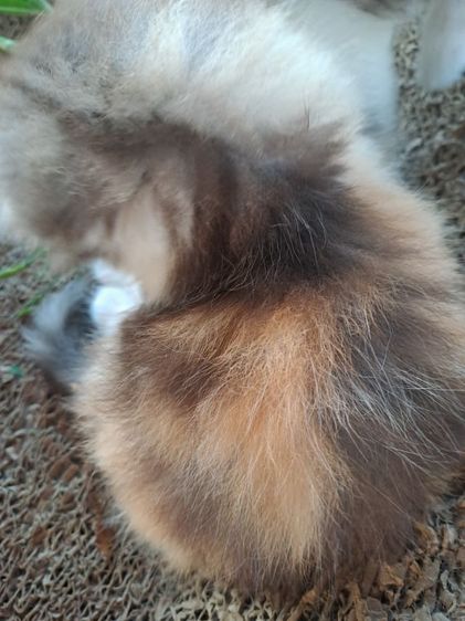 LOVE CAT รูปที่ 6