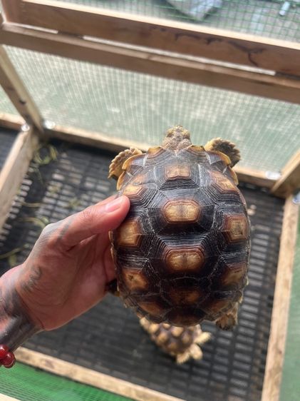 เต่าซูคาต้า รูปที่ 2