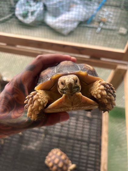 เต่าซูคาต้า