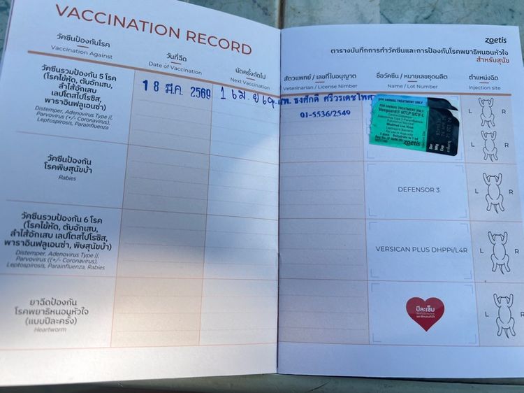 โกลเด้นรีทรีฟเวอร์ รูปที่ 2