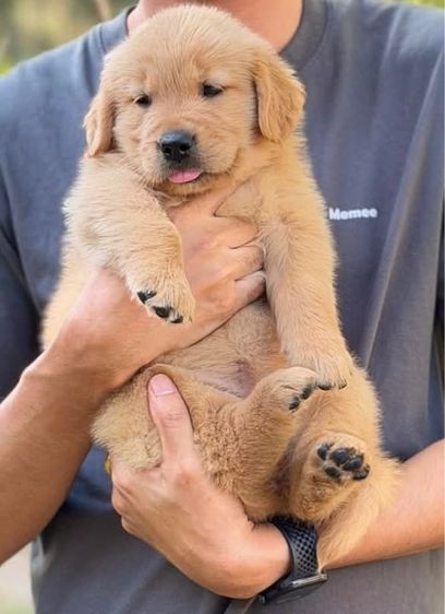 โกลเด้นรีทรีฟเวอร์