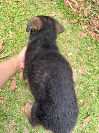 ลูกสุนัข รูปที่ 2