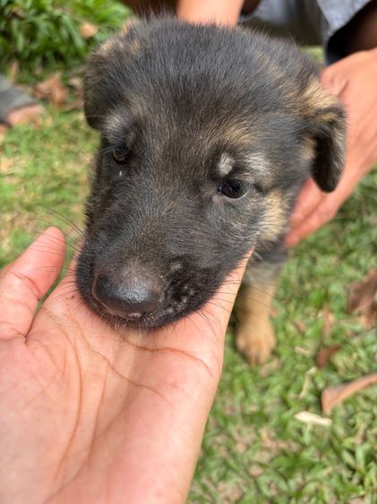 ลูกสุนัข รูปที่ 3