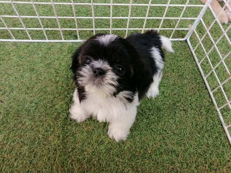 หลุดจอง ชิสุห์ปอม สีขาวดำ ดช.ชาบู พร้อมย้าย รูปที่ 7