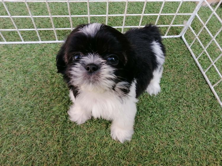 หลุดจอง ชิสุห์ปอม สีขาวดำ ดช.ชาบู พร้อมย้าย รูปที่ 4