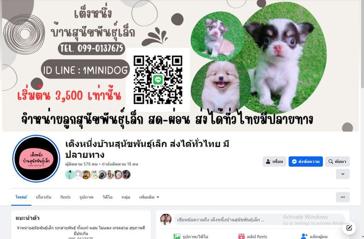 หลุดจอง ชิสุห์ปอม สีขาวดำ ดช.ชาบู พร้อมย้าย รูปที่ 16