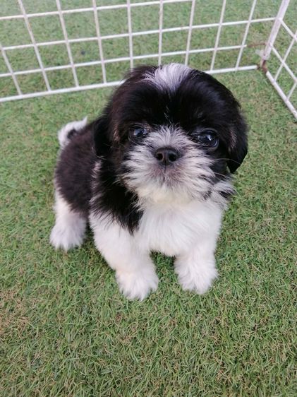 หลุดจอง ชิสุห์ปอม สีขาวดำ ดช.ชาบู พร้อมย้าย